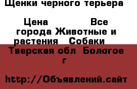 Щенки черного терьера › Цена ­ 35 000 - Все города Животные и растения » Собаки   . Тверская обл.,Бологое г.